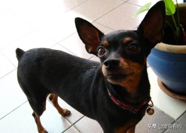 鹿犬图片小型，鹿犬图片小型幼犬（在外貌、性格上是有不少差异）