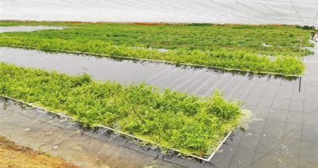 芹菜叶水饺的做法，芹菜叶水饺的做法窍门（吃不吃叶让很多人纠结）