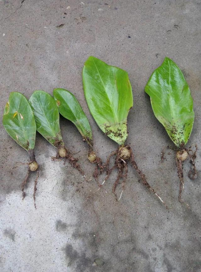 山药豆是什么，山药豆是什么样子的图片（挖出一把“山药豆”）