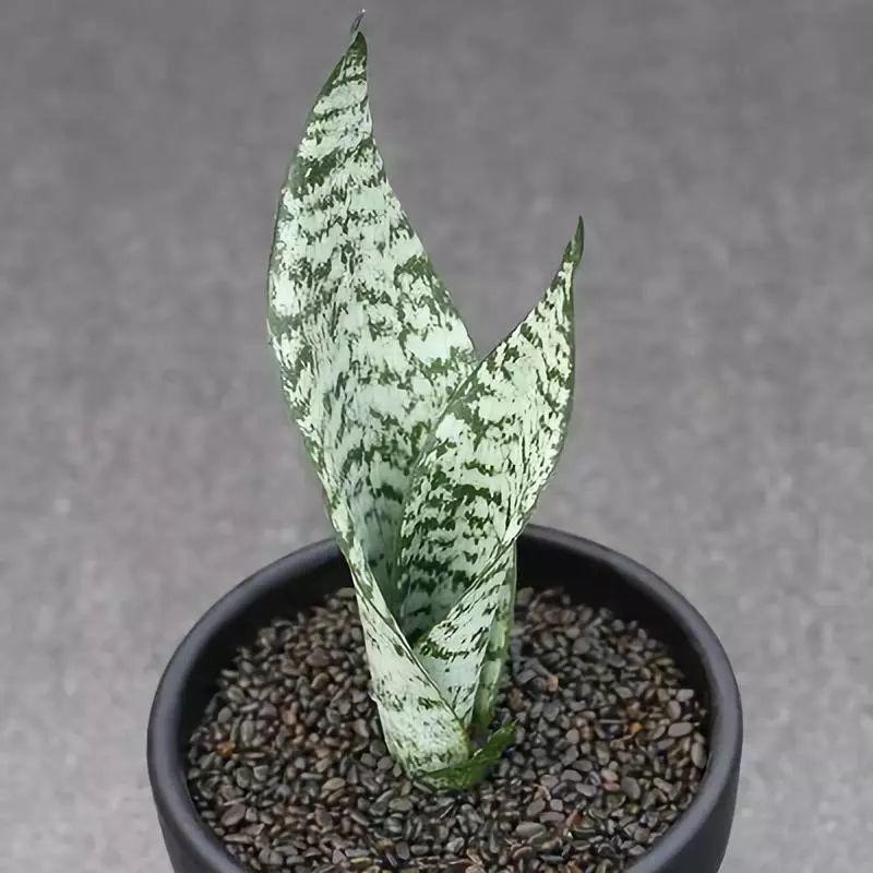 宝镜虎皮兰怎么养,他家的虎皮兰 - 玉三网