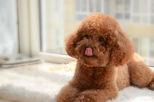 泰迪幼犬四个月掉毛，泰迪幼犬四个月掉毛怎么回事（四个月泰迪掉毛正常吗）