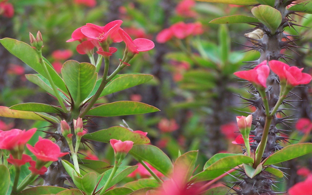 郁金香有毒吗 适合室内养吗，郁金香有毒吗（这3种“毒花”家里不要养）
