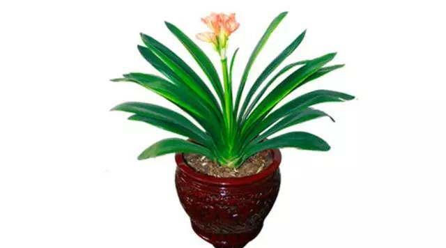 每个属相的招财花，十二属相的招财花（你的生肖养什么植物最旺你）