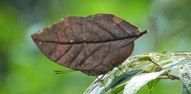 蝴蝶相关介绍，蝴蝶几条腿（世界上最美丽的八种蝴蝶）