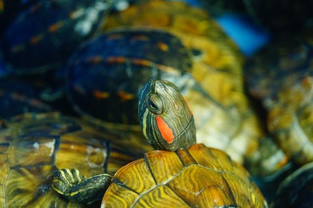 教你如何正确的去养小乌龟，养小乌龟的正确方法（需要做到以下十大点）