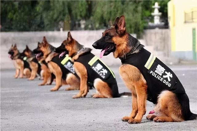 为什么德牧不能打，德牧犬训练方法与技巧（细数德牧被禁的四大原因）