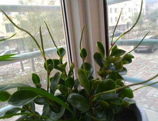 小家碧玉花，碧玉什么季节开花<春季盛开>（小家碧玉花）