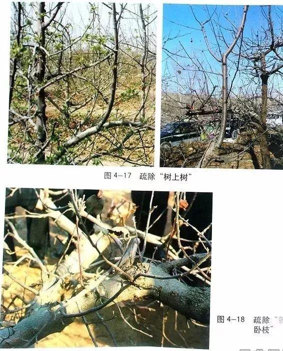 苹果树修剪技术，苹果树修剪技巧（苹果树“傻瓜式”修剪技术）