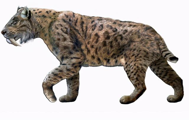 史前动物大揭秘,大揭秘:史前动物你知道多少(生活在500万年前的猛兽)