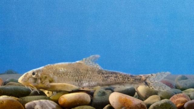 淡水观赏鱼种类，淡水观赏鱼的种类大全！（中国淡水观赏鱼图集<一>）