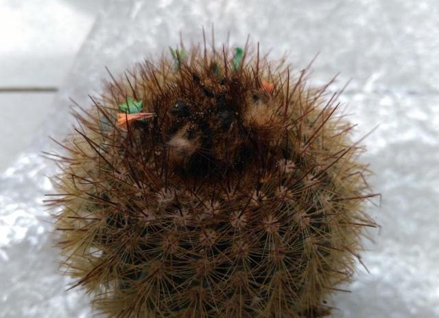 仙人球怎么移栽，仙人球怎样移栽移植和养护（掰个仙人球小侧芽）