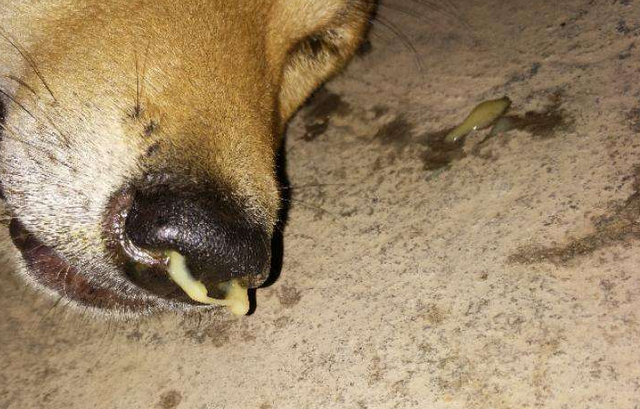 狗狗很精神但是流鼻涕，狗狗鼻塞流鼻涕怎么办（第二种情况要注意）