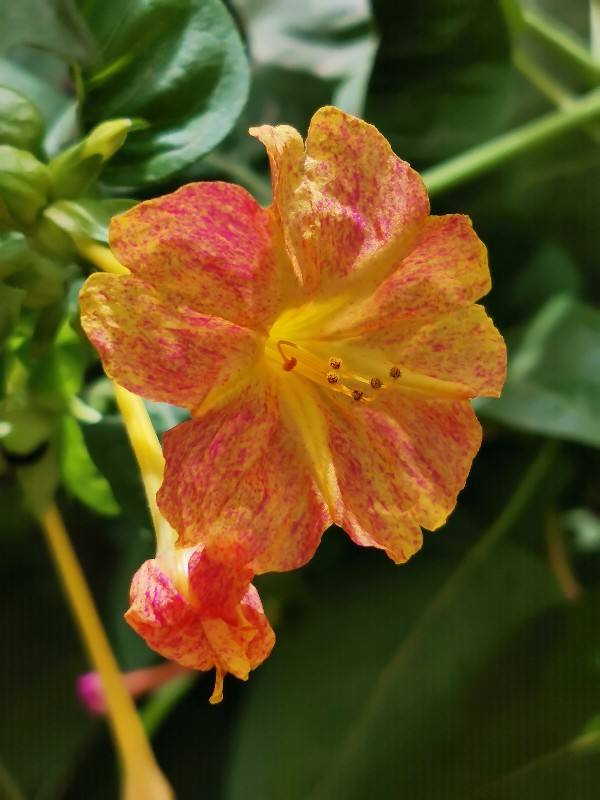 茉莉花是什么颜色，山茶花是什么颜色（1种“茉莉花”）