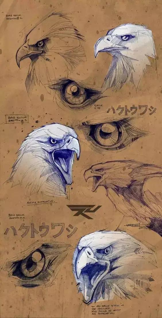 如何画一只老鹰,画一只帝王暴龙(快收藏起来临摹学习吧) 如何画一只老鹰,画一只帝王暴龙(快收藏起来临摹学习吧)