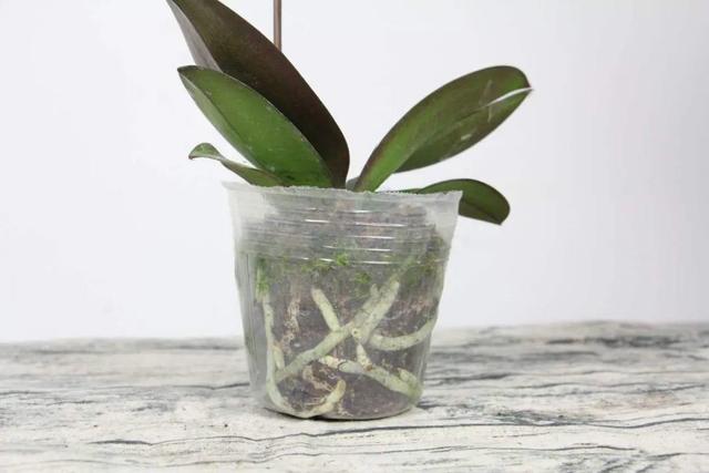 鸟尾花的繁育管理，鸟尾花 花期（30种耐阴花）