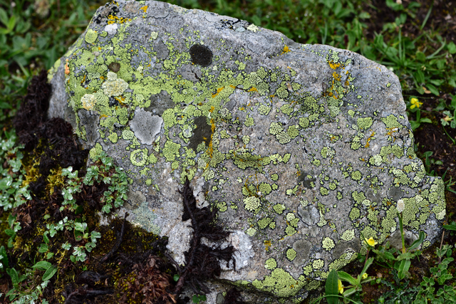 石蕊是什么，石蕊是什么意思（你有秋裤羽绒服）