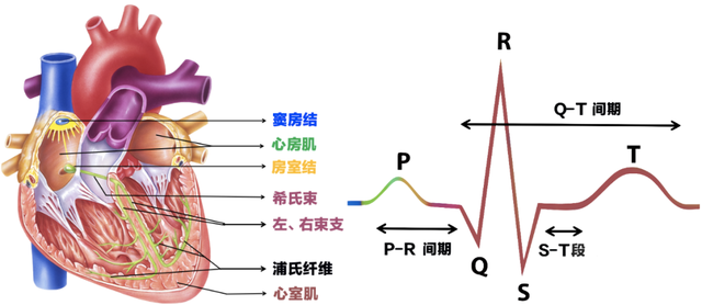 如何看懂心电图，教你如何看懂心电图（步法速判心电图）