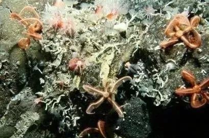 海绵体，海洋生物元老之一——海绵（海绵体能二次发育吗）