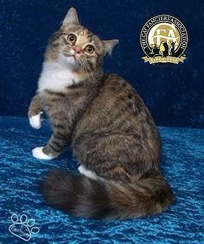 虎斑暹罗猫，银渐层、重点色、虎斑傻傻分不清（海豹虎斑暹罗猫）