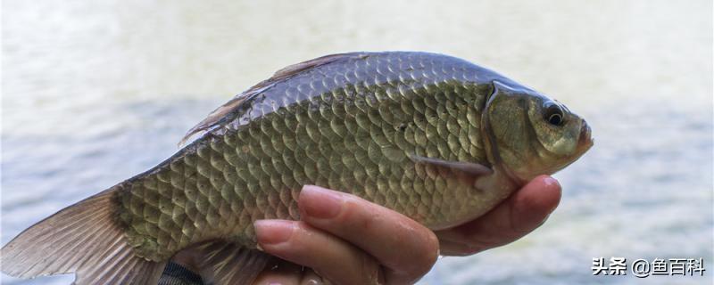 初春钓鲫鱼最佳水深指南：选对深度，轻松上鱼，提升垂钓成功率与乐趣体验
