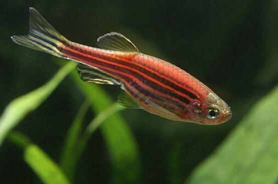 关注养前鱼老道,精心酒喝关注更多观赏鱼实践知识,挑