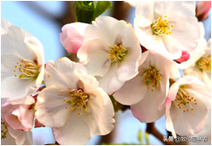 中国樱花有几个品种，中国樱花树品种（这81种樱花）