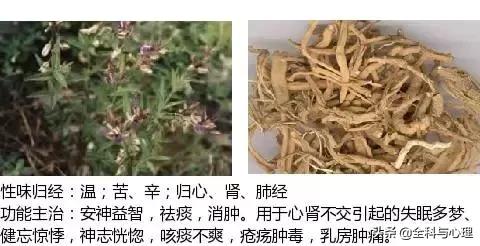 鸡肠风的功效与作用，史上最全中草药图谱