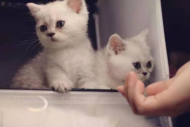 故宫最胆小御猫，我们只是惊呼是不够的