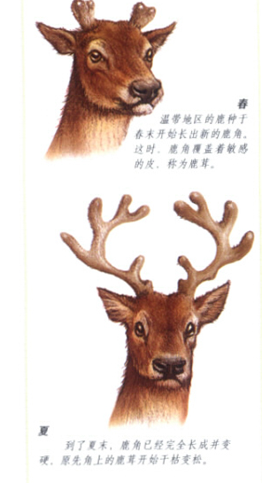 大角鹿被称为爱尔兰麋鹿还是北美驯鹿，爱尔兰麋鹿灭绝了吗（哺乳纲动物之牛科动物）