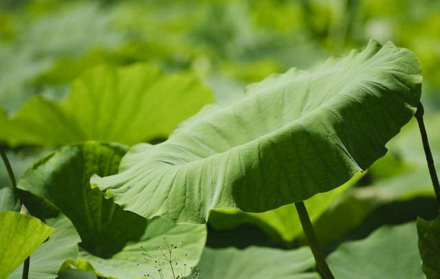 琯什么意思解释，琯字笔画笔顺（如何准确理解“蒹葭苍苍”）