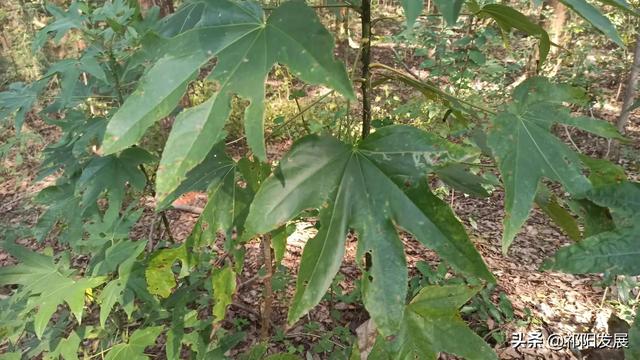树枝长刺的树有哪些，树枝长刺的树有哪些树（湖南永州发现了有毒树）
