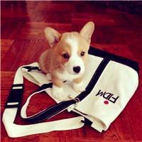 宠物好听的名字，宠物好听的名字可爱（cute有趣宠物名字大全-可爱点）