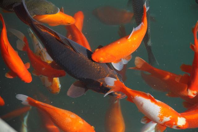 (图片来自 ic photo)日本锦鲤鱼或池塘里的鲤鱼(图片来自 ic photo)