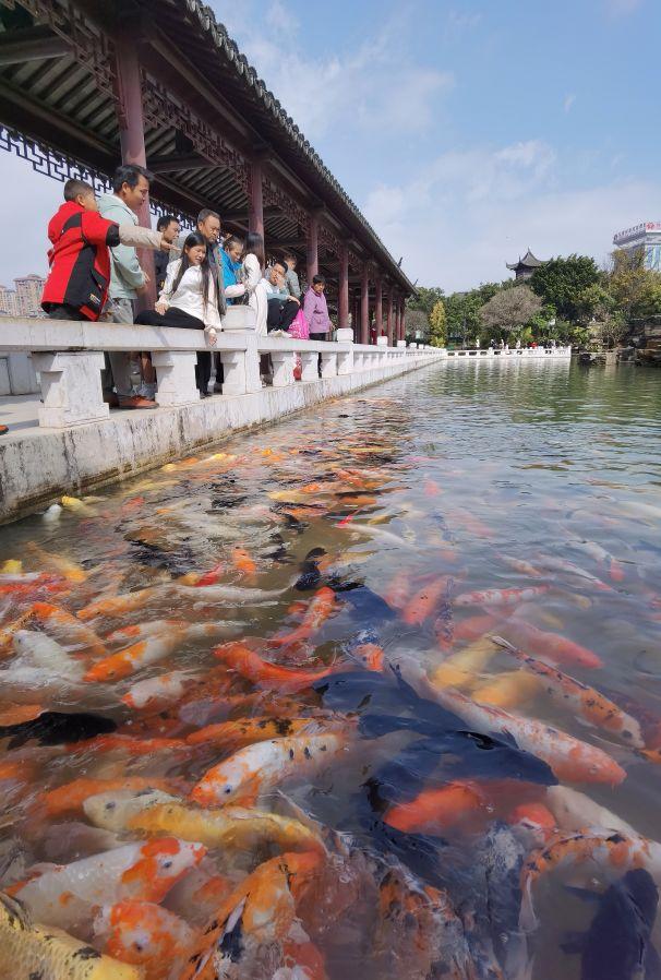 云南弥勒旅游攻略，云南弥勒旅游攻略必（自驾云南——弥勒攻略之湖泉生态园慢病疗养圣地）