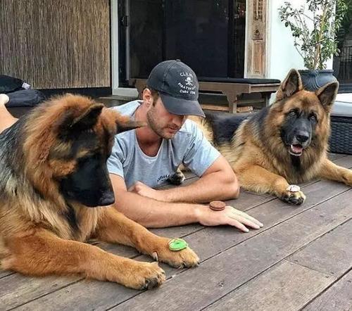 牧羊犬喜欢吃什么，牧羊犬喜欢吃什么（最不该喂德牧这几种食物）