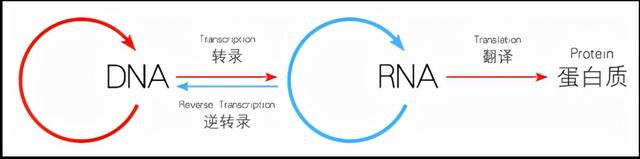 高尔基体的功能，高尔基体结构和功能（DNA里隐藏了生命所有的秘密）