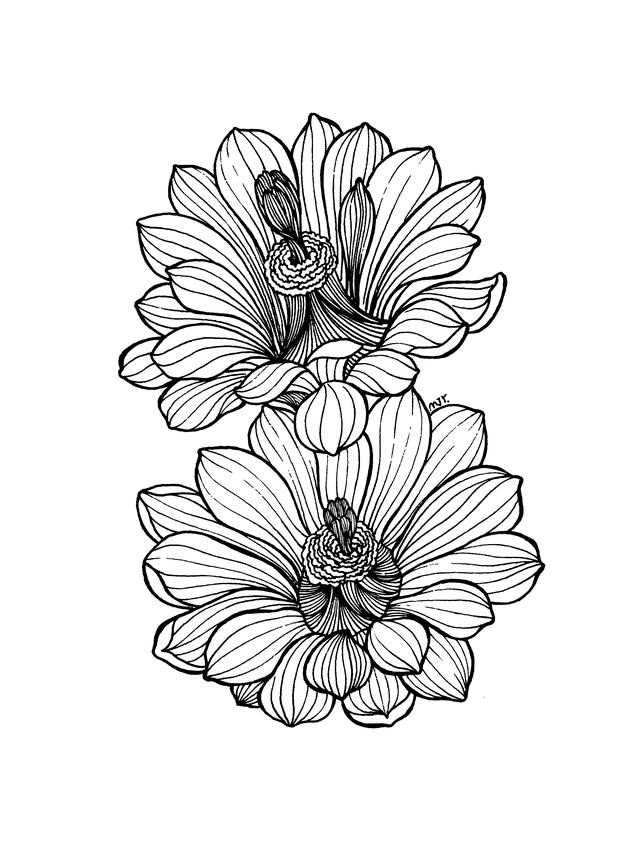 花瓣的简笔画法，花瓣简笔画图片大全（零基础也可以画的很好看）