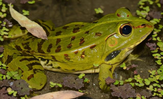 世界上有几种蛙类.，世界上有几种蛙类名字（赣南农村的几种常见青蛙）