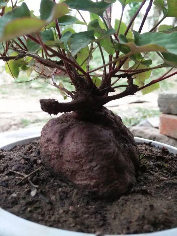 枸杞根的功效与作用，枸杞根的作用与功效（明年呼呼长成小盆栽）