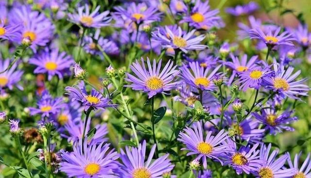 月季花的寓意和象征，月季花的寓意和象征花语（这9种生活中常见的烂漫之花）