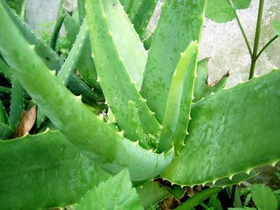 芦荟怎样栽培，芦荟养殖方法和浇水