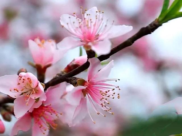 烂漫无比的造句有哪些，用山花烂漫造句（满树和娇烂漫红）