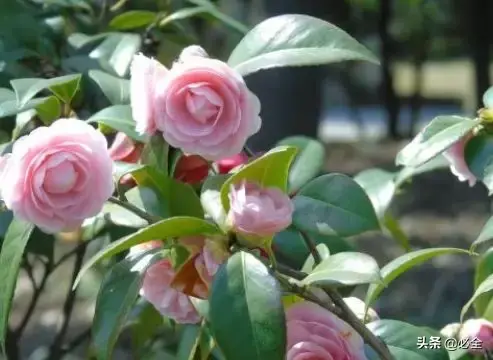 茶花盆栽怎么养殖，茶花盆栽怎么养殖和繁殖（盆栽茶花的六个小技巧）