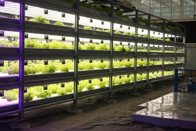 中环易达到底怎么样，中环易达是国企吗（中环易达植物工厂魏华农）