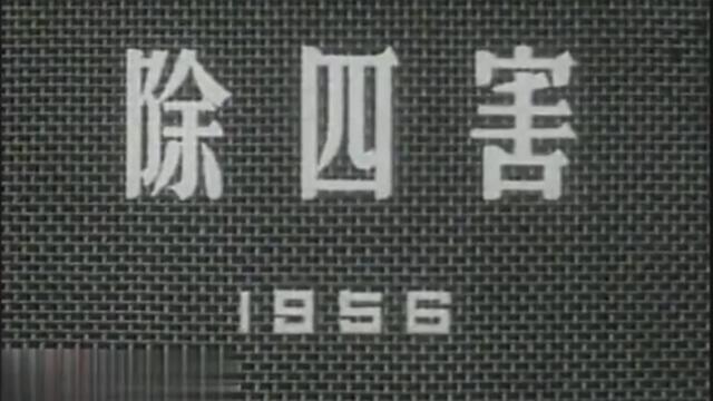 麻雀是国家二级保护动物吗，麻雀为什么养不活（曾经是四害之一的麻雀）
