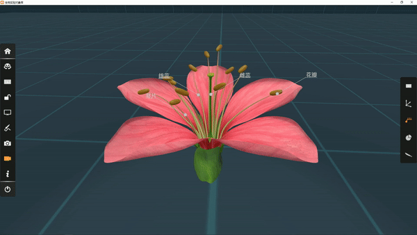 花是植物的什么器官，花是一些植物的什么器官（花是植物的什么器官）