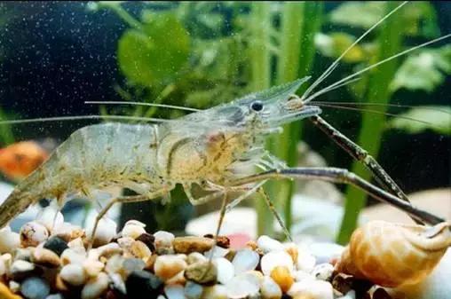 请问清炸小扒皮鱼的做法，炸小剥皮鱼的做法大全（今后再也不怕不认识海鲜了）