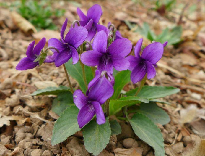 小时候的野花(现在开的正欢,你还能认全吗) - 农业 - 爱宁信息网