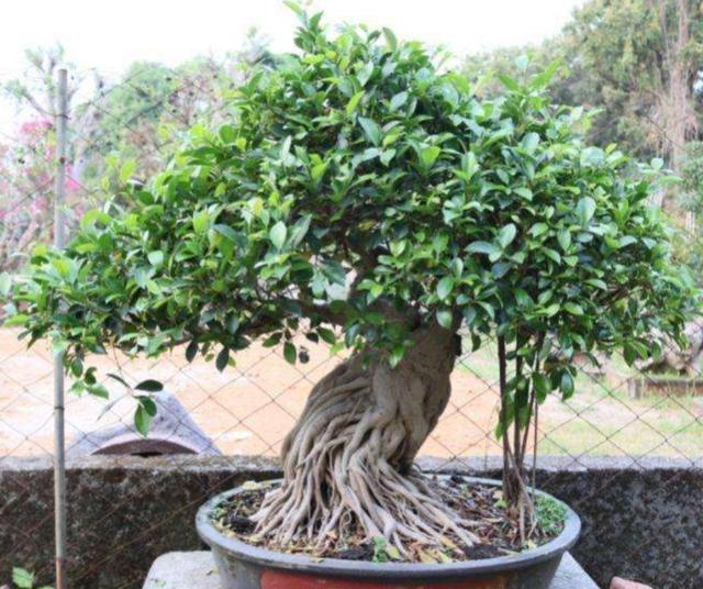 榕树盆景怎样造型，榕树盆景怎样造型图解（做好这些养护细节）