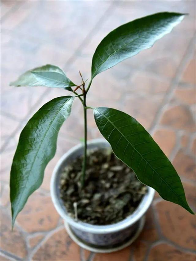 芒果种子怎么种，一个夏天就能长成小树苗